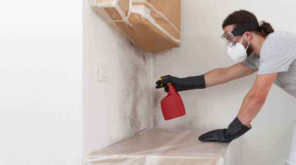 Professional Basement Mold Remediation technician working in South River, NJ