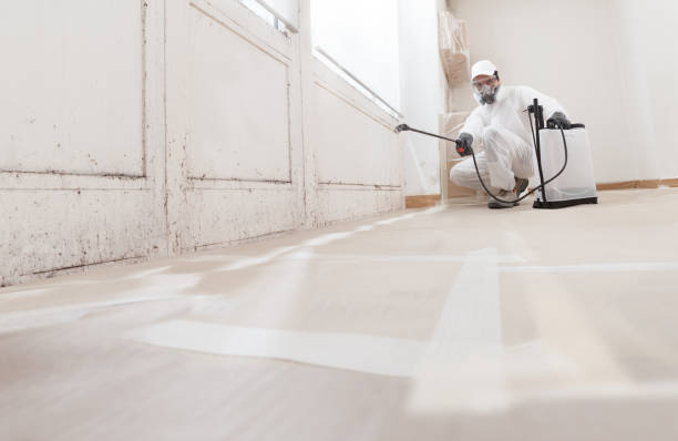 24/7 Emergency Basement Mold Remediation experts in South River, NJ